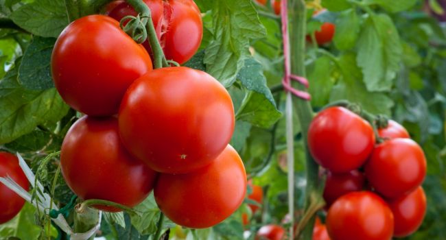  Пять причин включить в рацион томаты: медики рассказали об уникальных свойствах овоща