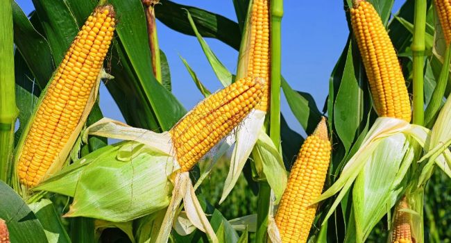 Очень опасно: Медики рассказали, кому нельзя употреблять кукурузу