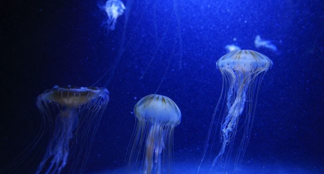 «Это что ещё за чудовище?»: Ученые обнаружили странную медузу в Тихом океане