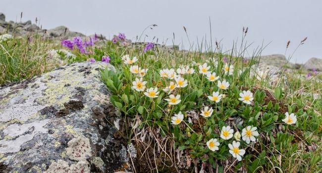 «Это всё влечет за собой глобальные последствия»: Ученые обнаружили в Арктике полевые цветы и кустарники