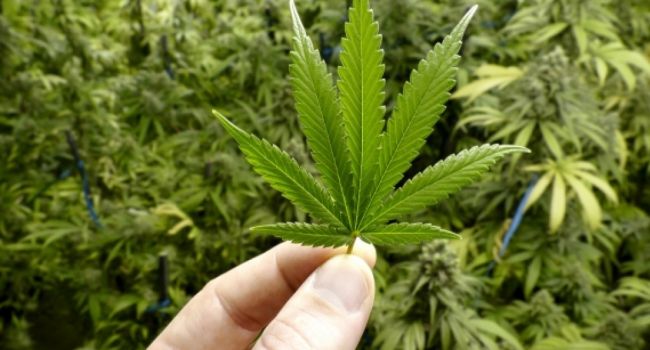 Признаны лечебные свойства: в Парагвае разрешили выращивать марихуану