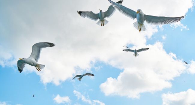 Ученые заявили о рекордном снижении популяции птиц в Канаде и США: чем это грозит