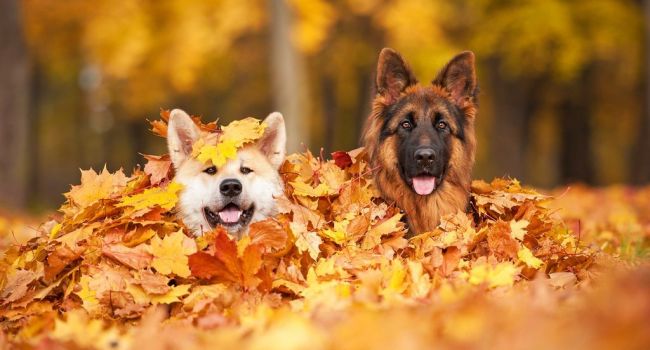  ������� �������� ��������� ������� ������ ����� ���� 