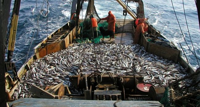 Госрыбагентство: В Украине рекордно увеличился промышленный вылов рыбы
