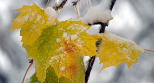 Мокрый снег и холодные дожди: синоптик рассказал о капризах погоды в ноябре