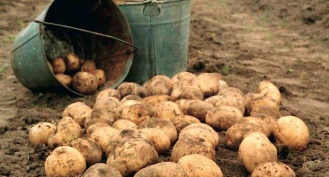 «Пока подешевел, но зимой подорожает»: Фермеры прогнозируют рост цен на картофель в холодный период