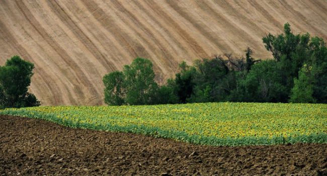 «Землю в Украине должны покупать только украинцы»: Эксперт объяснил, как в стране можно создать мощный класс фермеров
