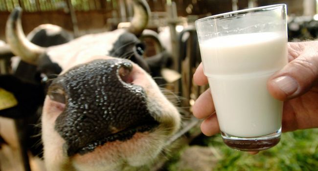 «Вскоре может вообще исчезнуть»: Эксперт предупредила о серьезной угрозе для молочной отрасли Украины