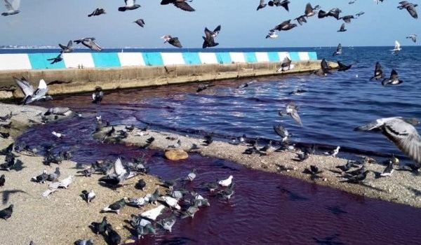 «Море превратилось в фиолетовый цвет»: Крым настигло новое ЧП, власти в фирменном стиле молчат 