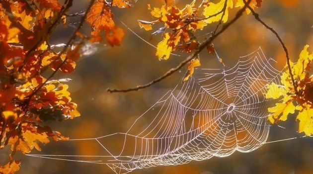 ����: replyua.net