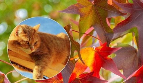  ������ ����������� ����� �������� ��� ����������� ������� ���������� 