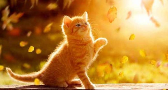  �������� ���������� ��������� ������ ��������� ��� 