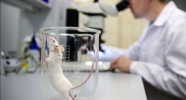 Учёные нашли вирус, который позволит избавить человечество от рака Учёные нашли вирус, который позволит избавить человечество от рака