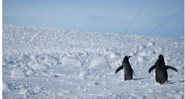 Даже пингвины испугались: Ученые показали необычной снег в Антарктиде