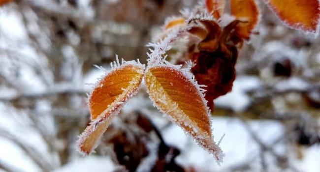 Сначала потепление, а затем мороз и снег: синоптики рассказали о погодных перспективах на ноябрь