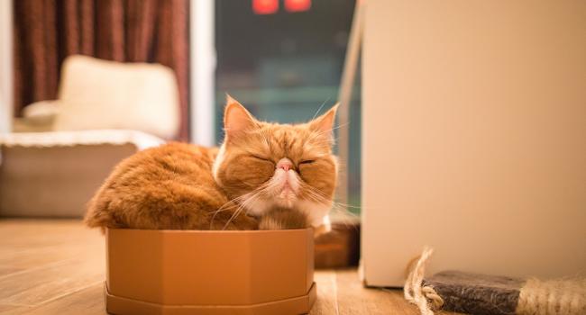 «Укрытие или засада»: Ученые объяснили любовь кошек к небольшим коробкам