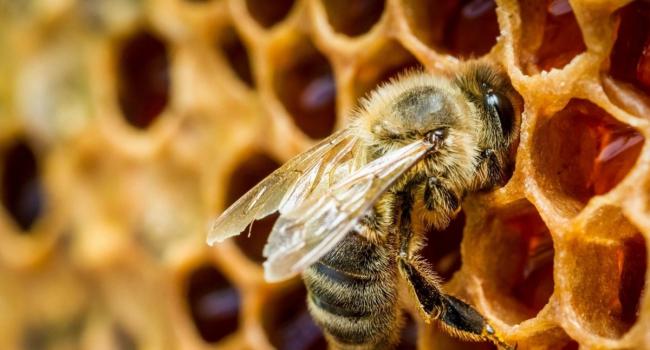 «Не на себя пчела работает»: Ученые признали пчел самыми важными существами планеты
