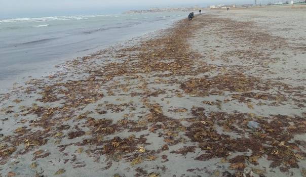 Ещё одна аномалия: На берег Азовского моря выбросило сотни раков