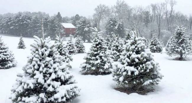 Встретим праздник с морозом и снегом: синоптик порадовал прогнозом на Новый год