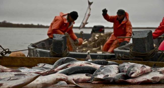 Рыба просто вымирает: глобальное потепление привело к полной остановке рыбного промысла на Аляске