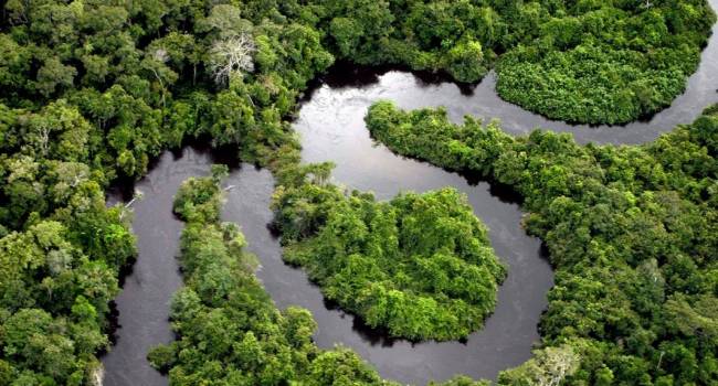 Это уже катастрофа: вырубка леса в бразильской Амазонии увеличилась в 2 раза