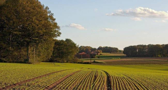 «Иностранцев и крупные агрохолдинги к рынку не подпустят»: Мушак озвучил финальный вариант готовящейся земельной реформы