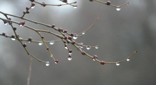 Снега не ждите: синоптики дали неожиданный прогноз на предновогоднюю неделю