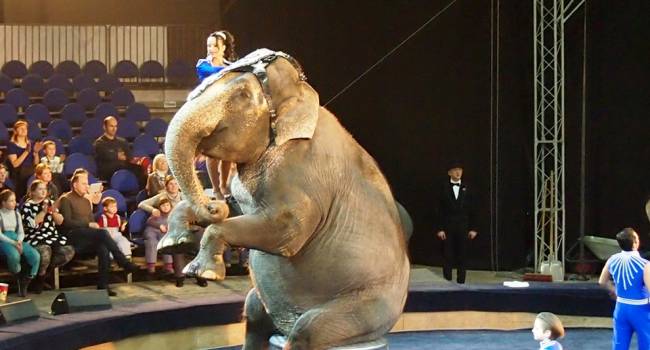В 2020 году в украинских цирках полностью запретят номера с животными
