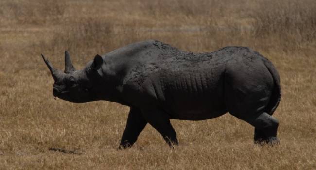 В одном из заповедников Танзании скончалась старейшая самка носорога