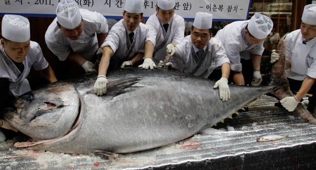 Продан за рекордную цену: в Японии выловили огромного тунца
