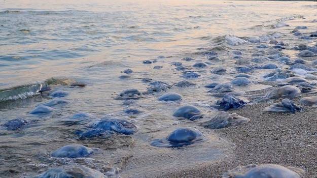 «Из-за резкого потепления»: эксперт назвала причину массовой гибели медуз в Черном море