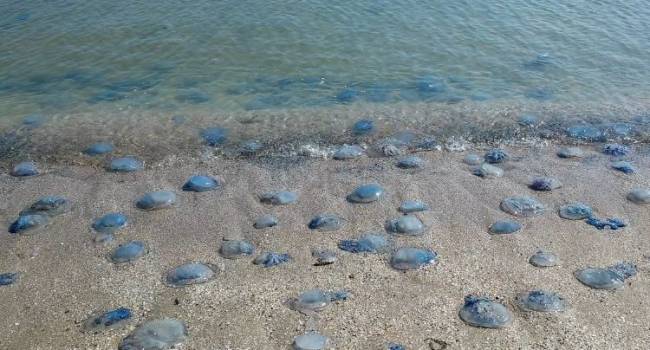 «Снова Крымский мост»: ученые опровергли основные версии массовой гибели медуз в Черном море