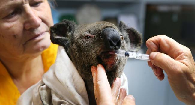 Пострадавшим от пожара: в Австралии выделяют рекордную сумму диким животным