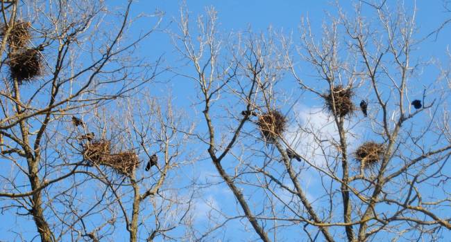 Весна пришла: в Одесской области птицы вьют гнезда