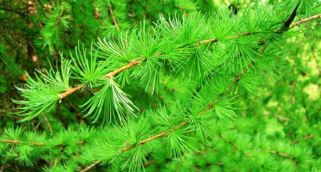 ������� �����������