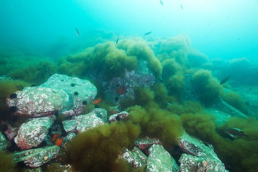 Баренцево море глубже черного моря. Подводные ландшафты залива Петра Великого. Дно японского моря. Подводный мир Каспийского моря. Подводный мир японского моря.