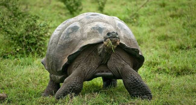 Рекордное число особей: ученые обнаружили черепах, которые считались вымершими