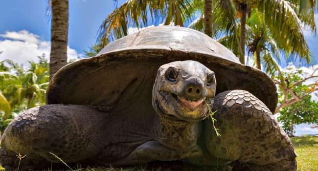 Невероятных размеров: ученые обнаружили останки древней черепахи