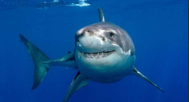Огромный монстр: ученые обнаружили останки самой древней акулы