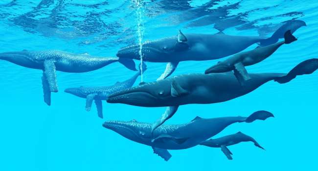 Обновить кожу: ученые выяснили, почему киты постоянно мигрируют