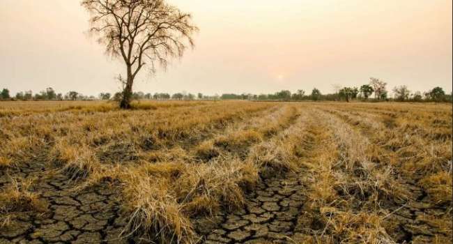 Серьезная засуха: Оржель предупредил о последствиях теплой зимы в Украине