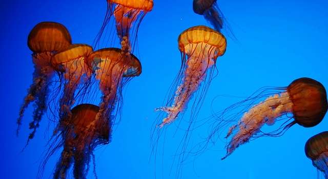 Ученые собираются использовать медуз для пересадки человеческой кожи