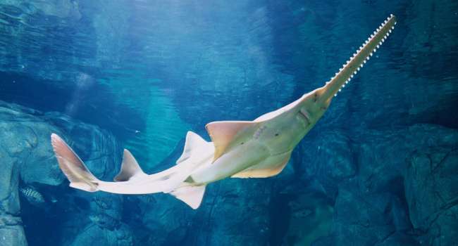 Очень необычный вид: ученые обнаружили уникальных акул