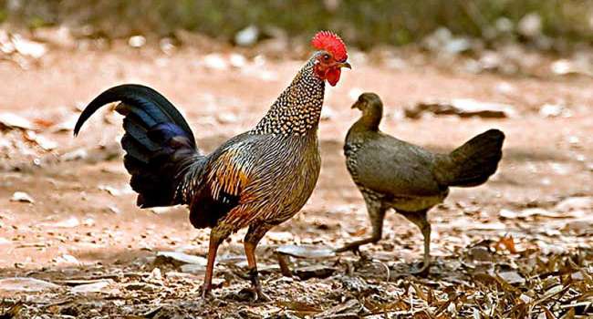 Удивительная находка: исследователи обнаружили останки древней курицы