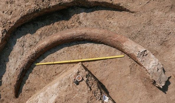 Просто огромных размеров: немецкие археологи обнаружили уникальный бивень мамонта