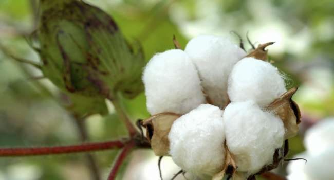 ����: replyua.net