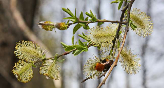 ����: replyua.net