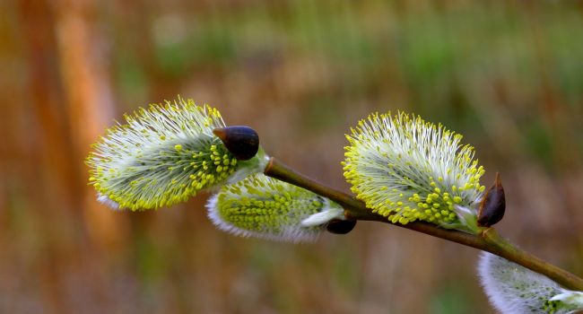 ����: replyua.net