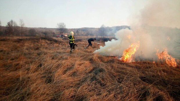 Поджигателей травы под Киевом нашли и задержали в Киевской области – полиция 