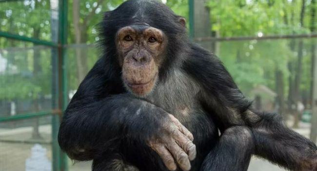 Ученые: люди и шимпанзе стареют одинаково